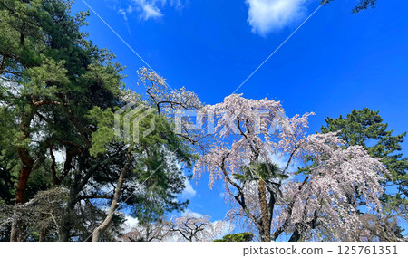 位於樹之都仙台北山的東勝寺的垂枝櫻花在藍天映襯下熠熠生輝 位於樹之都仙台北山的東勝寺的垂枝櫻花在藍天映襯下熠熠生輝 125761351