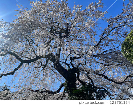 位於樹之都仙台北山的東勝寺的垂枝櫻花在藍天映襯下熠熠生輝 125761354