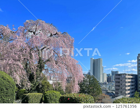 The weeping cherry blossoms of Tosho-ji Temple in Kitayama, Sendai, the city of trees, shine against the blue sky 125761356