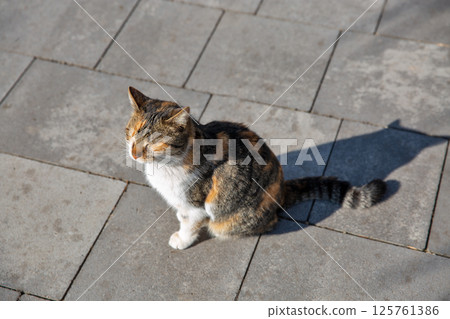 Tricolor cat with closed eyes basks in the sun 125761386