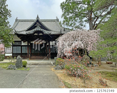The City of Trees, Sendai, Kitayama, Komyo-ji Temple, Main Hall The City of Trees, Sendai, Kitayama, Komyo-ji Temple, Main Hall 125761549