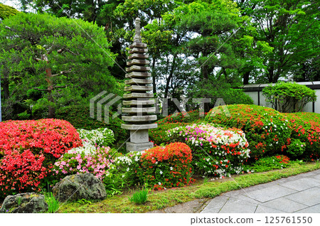 Azaleas in the grounds of Komyo-ji Temple in Kitayama, Sendai, the city of trees Azaleas in the grounds of Komyo-ji Temple in Kitayama, Sendai, the city of trees 125761550