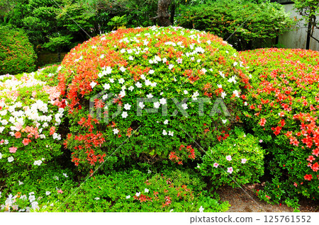 Azaleas in the grounds of Komyo-ji Temple in Kitayama, Sendai, the city of trees Azaleas in the grounds of Komyo-ji Temple in Kitayama, Sendai, the city of trees 125761552