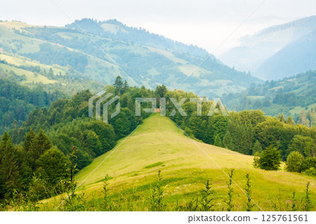 mountain landscape in the morning. fir forest on the hill. beautiful view of nature in summer. fog in the distant valley. wonderful ecosystem of europe 125761561