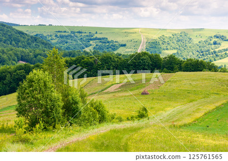 beautiful rural landscape in mountains. countryside scenery with path, arable and foliage forest on the hill. idyllic sunny day in summer with blue sky and fluffy clouds 125761565