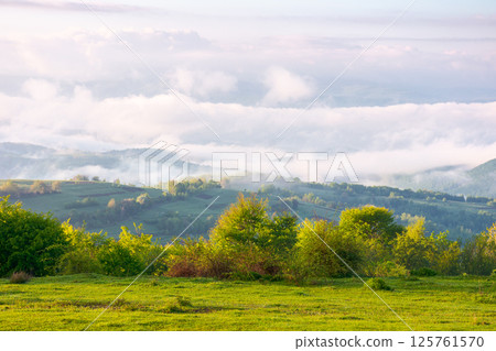 carpathian mountain landscape on a foggy morning. rolling highland. outdoor background for travel with scenic view in morning light. trees in green foliage on a hill in spring carpathian mountain landscape on a foggy morning. rolling highland. outdoor background for travel with scenic view in morning light. trees in green foliage on a hill in spring 125761570