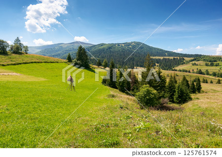 rural landscape of ukraine in summer for travel. vacation season. countryside scenery with green field and trees on the hill. beautiful view of borzhava mountain ridge in the distance rural landscape of ukraine in summer for travel. vacation season. countryside scenery with green field and trees on the hill. beautiful view of borzhava mountain ridge in the distance 125761574