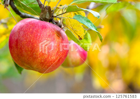 red apple hanging on a twig among leaves. ripe fruit harvest in countryside autumn garden. closeup of organic juicy food red apple hanging on a twig among leaves. ripe fruit harvest in countryside autumn garden. closeup of organic juicy food 125761583