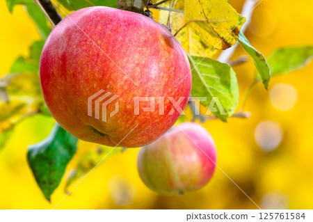 red apple hanging on a twig among leaves. ripe fruit harvest in countryside autumn garden. closeup of organic juicy food red apple hanging on a twig among leaves. ripe fruit harvest in countryside autumn garden. closeup of organic juicy food 125761584