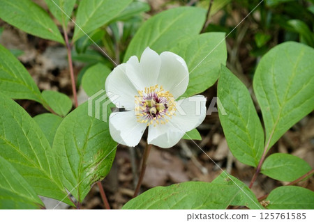 箱根白山牡丹花 箱根白山牡丹花 125761585