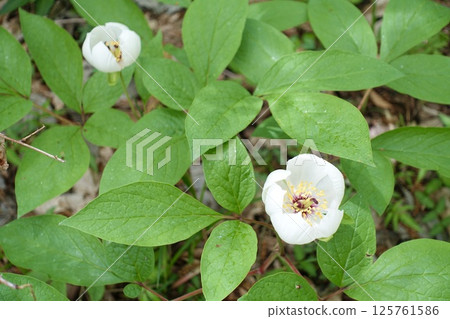箱根盛開的白山牡丹 箱根盛開的白山牡丹 125761586