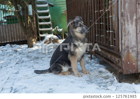 Young dog looks at other dogs in a cage 125761985