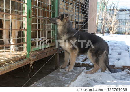 Young dog looks at other dogs in a cage Young dog looks at other dogs in a cage 125761986