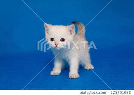 Small white kitten with blue eyes 125761988