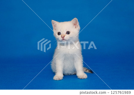 Small white kitten with blue eyes 125761989