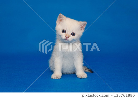 Small white kitten with blue eyes 125761990