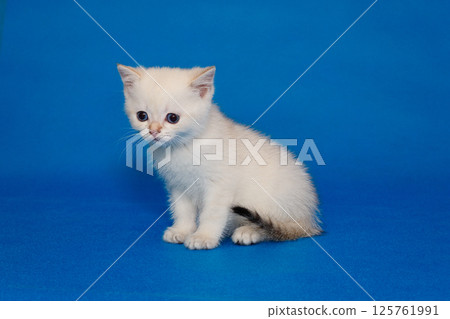 Small white kitten with blue eyes 125761991
