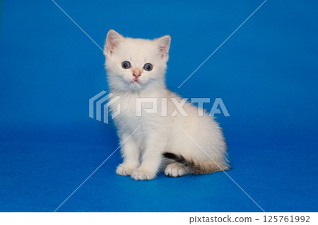 Small white kitten with blue eyes 125761992