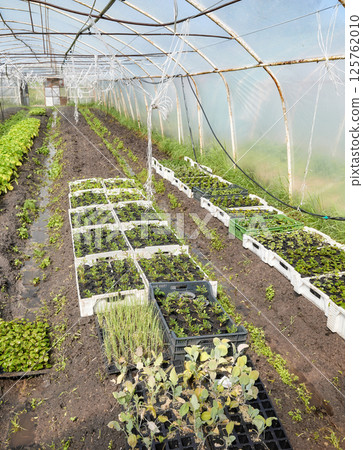 Organic vegetables and seedlings grown in a foil tunnel. Organic vegetables and seedlings grown in a foil tunnel. 125762010