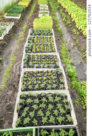 Organic seedlings grown in a foil tunnel. 125762014