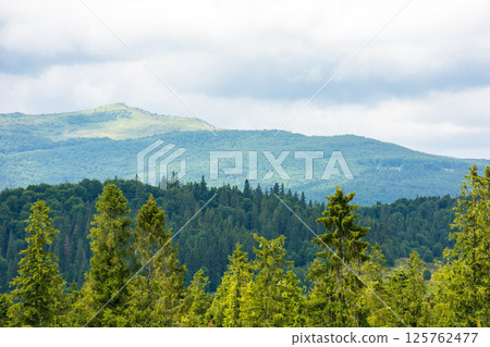 coniferous forest on a hill in front of a mountain under overcast sky in summer. beautiful landscape background for travel 125762477