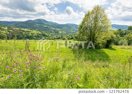 countryside mountain landscape in summer. highlands of ukraine. beautiful view with large deciduous tree on the grass field. forest on the distant hill under blue sky with clouds. village in the 125762478