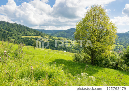 countryside mountain landscape in summer. sunny day. beautiful view with deciduous tree on the grass field. forest on the distant hill under blue sky with clouds. idyllic rural wallpaper countryside mountain landscape in summer. sunny day. beautiful view with deciduous tree on the grass field. forest on the distant hill under blue sky with clouds. idyllic rural wallpaper 125762479
