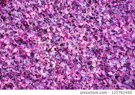 floral texture of syringa. spring background of fallen common lilac petals floral texture of syringa. spring background of fallen common lilac petals 125762480