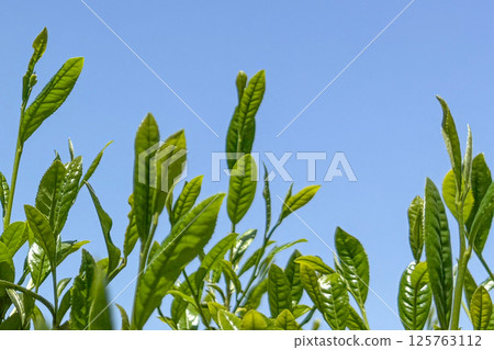 New green tea leaves close-up New green tea leaves close-up 125763112