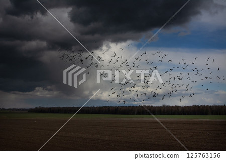 A mesmerizing image of a stormy sky, a flock of birds soaring over a field 125763156