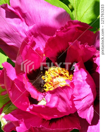 Close-up of a Paeonia suffruticosa or tree peony flower in spring. Large yellow stamens in the center of flower. 125763283