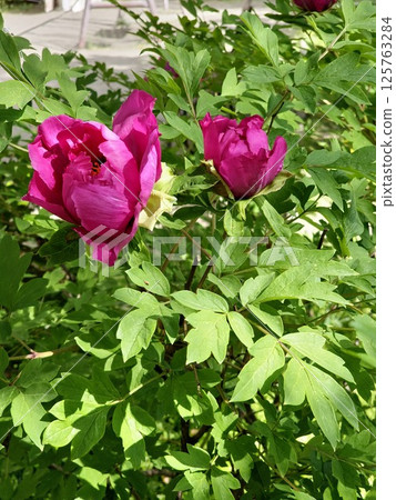 Paeonia suffruticosa or tree peony buds in spring. Red-violet flower against bright green leaves. Paeonia suffruticosa or tree peony buds in spring. Red-violet flower against bright green leaves. 125763284