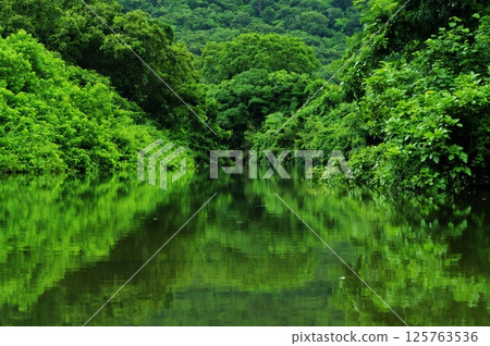 Iriomote Island, Okinawa Prefecture: A river with the greenery of both banks reflected on the water surface 125763536