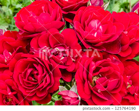 Close-up of a flowering branch of a dark red border rose. Border rose Tornado blooms in the garden Close-up of a flowering branch of a dark red border rose. Border rose Tornado blooms in the garden 125764190
