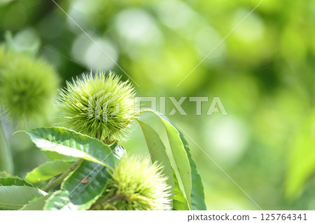 Chestnut trees in the neighborhood 125764341
