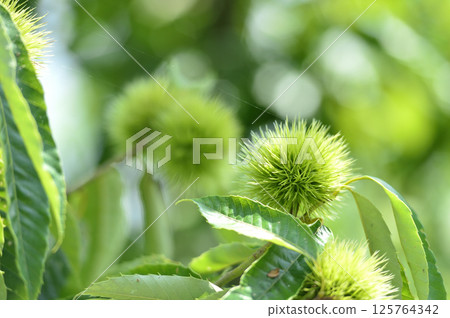 Chestnut trees in the neighborhood 125764342