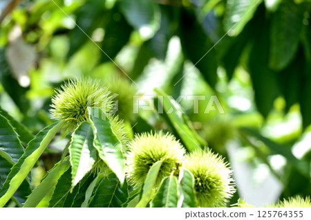 Chestnut trees in the neighborhood Chestnut trees in the neighborhood 125764355
