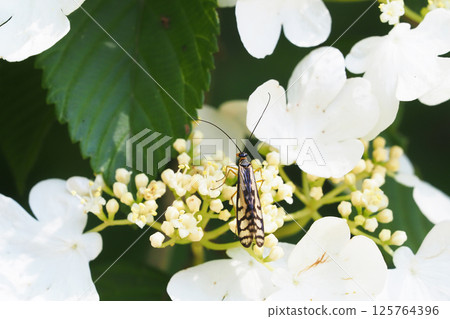 一種蠍蠅停歇在日本虎杖的花蕾上 一種蠍蠅停歇在日本虎杖的花蕾上 125764396