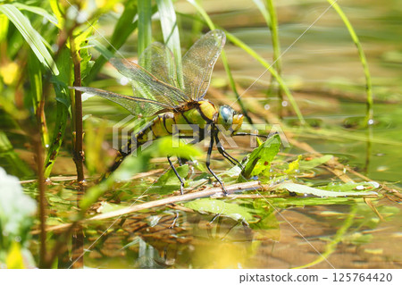 Cross jiggin yanma laying eggs 125764420