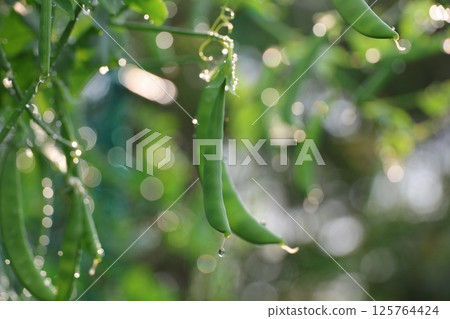Green peas soaked in the rain Green peas soaked in the rain 125764424