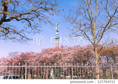 Cherry Blossom in Langelinie park on a beautiful spring day. Sakura festival in Copenhagen 125764552