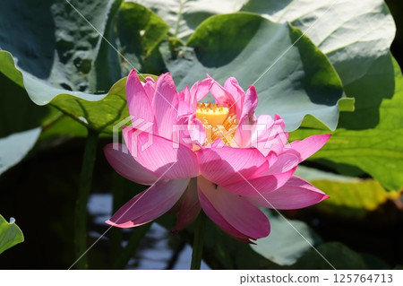 蓮花與佛教的密切關係(二) 蓮花與佛教的密切關係(二) 125764713