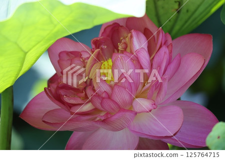 Lotus flower closely related to Buddhism - 4 125764715