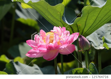 Lotus flower with deep ties to Buddhism - 5 125764716