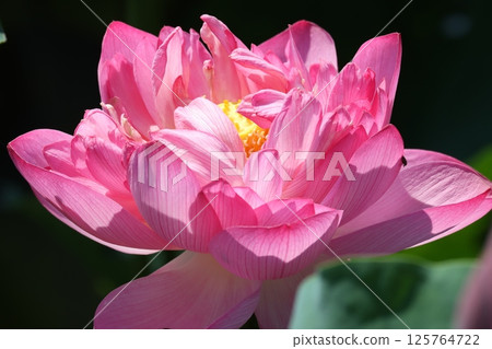 The best time to see lotus flowers is in the morning 125764722