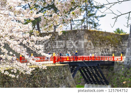 Cherry blossoms in full bloom and the corridor bridge at Tsuruga Castle (Aizu-Wakamatsu Castle) in Aizu-Wakamatsu, Fukushima Prefecture Cherry blossoms in full bloom and the corridor bridge at Tsuruga Castle (Aizu-Wakamatsu Castle) in Aizu-Wakamatsu, Fukushima Prefecture 125764752