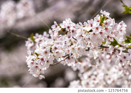 敦賀城（若松城）內的櫻花 福島縣會津若松市 125764756