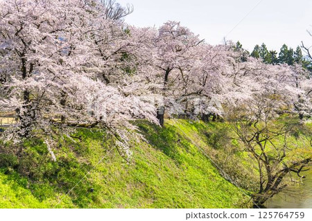 Cherry blossoms inside Tsuruga Castle (Wakamatsu Castle) Aizuwakamatsu City, Fukushima Prefecture Cherry blossoms inside Tsuruga Castle (Wakamatsu Castle) Aizuwakamatsu City, Fukushima Prefecture 125764759