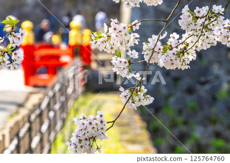 Cherry blossoms in full bloom and the corridor bridge at Tsuruga Castle (Aizu-Wakamatsu Castle) in Aizu-Wakamatsu, Fukushima Prefecture 125764760
