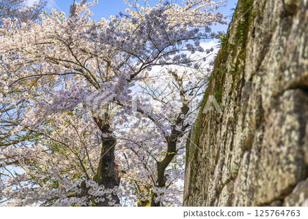 Cherry blossoms inside Tsuruga Castle (Wakamatsu Castle) Aizuwakamatsu City, Fukushima Prefecture Cherry blossoms inside Tsuruga Castle (Wakamatsu Castle) Aizuwakamatsu City, Fukushima Prefecture 125764763